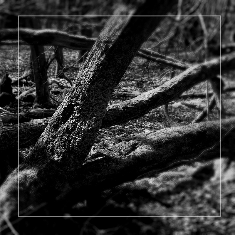 copse